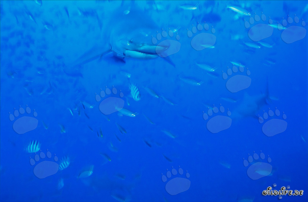 Tiburón toro en la laguna de Beqa