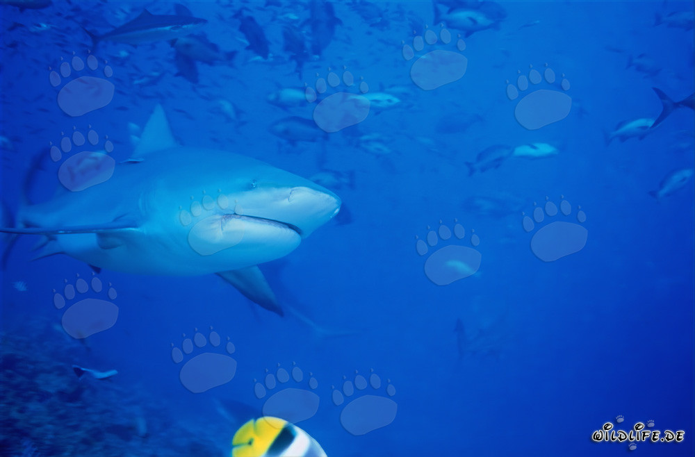 Bull Shark in front of the Shark Reef in Beqa Lagoon on Vitu Levu, Fiji