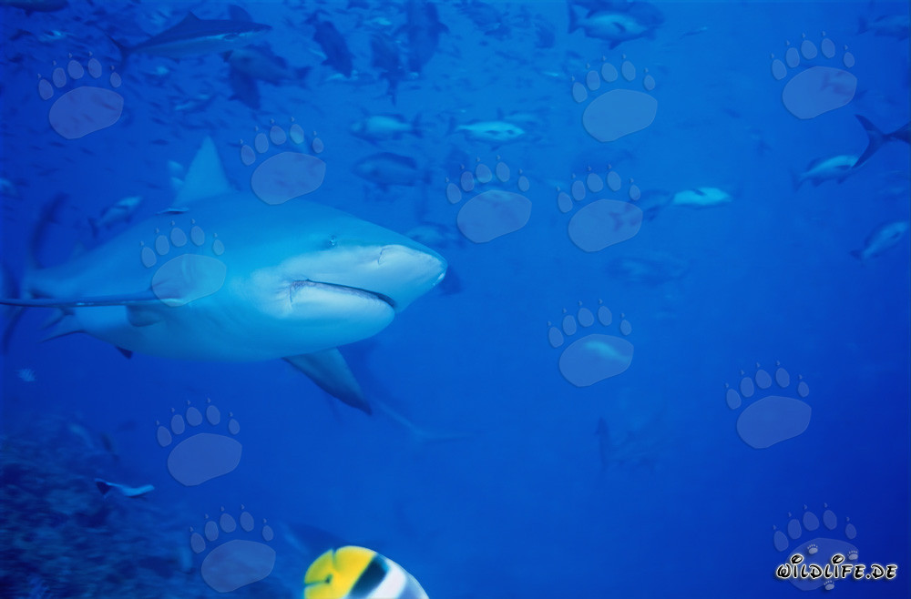 Bullenhai vor dem Shark Reef in der Beqa Lagoon auf Vitu Levu, Fiji