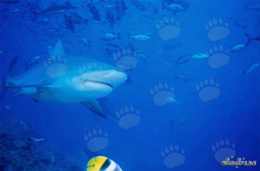 Requin taureau devant le Shark Reef dans le lagon de Beqa à Vitu Levu, Fidji