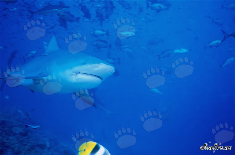 Squalo toro davanti allo Shark Reef nel lagoon di Beqa a Vitu Levu, Figi