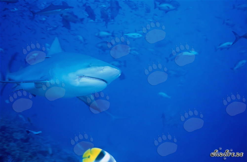 Tiburón toro frente al Shark Reef en el lago Beqa en Vitu Levu, Fiji