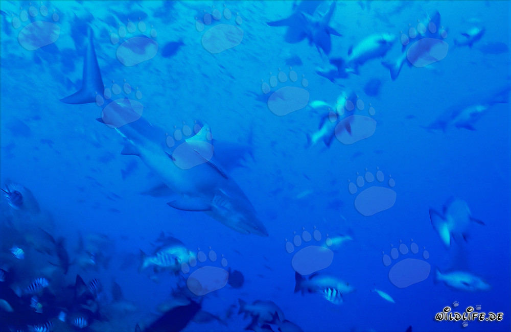 Bull shark surrounded by fish at Shark Reef in Beqa Lagoon on Viti Levu, Fiji