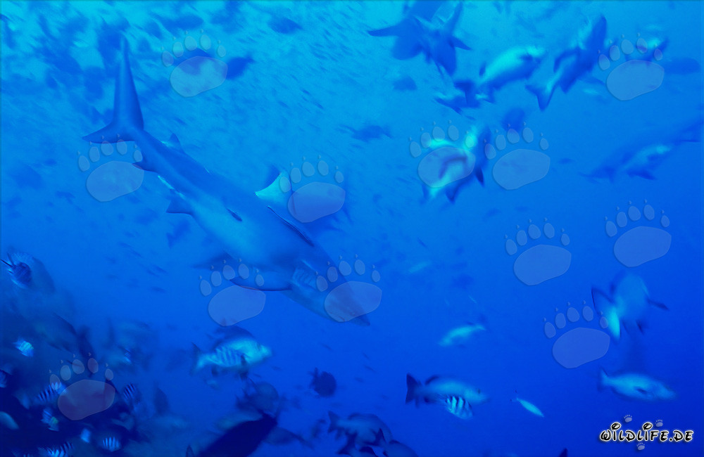 Bullenhai umgeben von Fischen im Shark Reef der Beqa Lagoon auf Vitu Levu, Fidschi