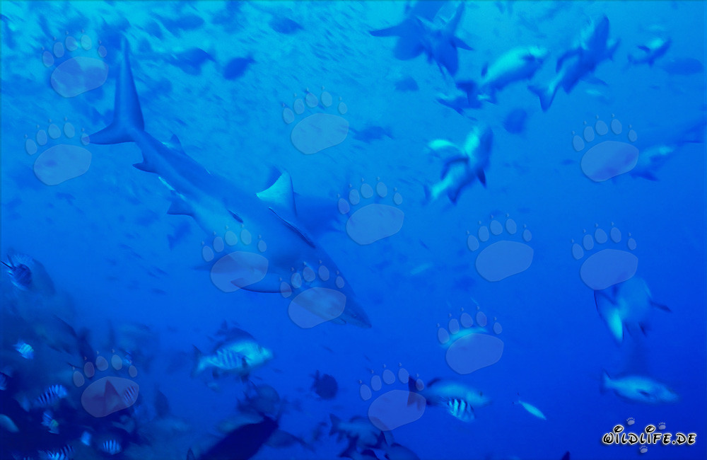 Requin taureau entouré de poissons dans le récif de requins de la lagune de Beqa à Vitu Levu, Fidji