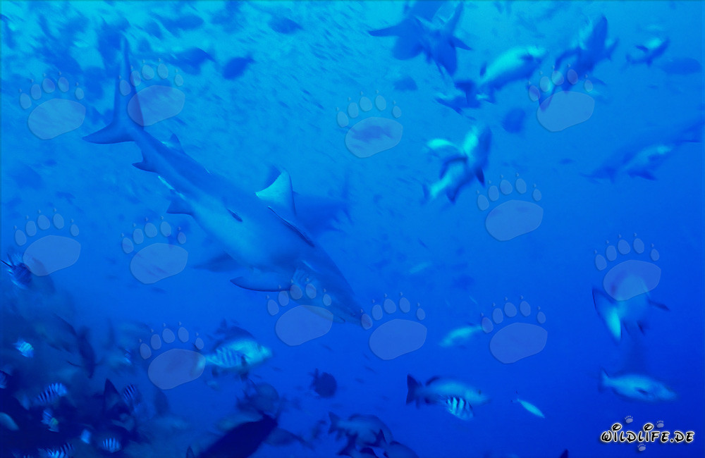 Squalo toro circondato da pesci nella barriera corallina di squali della laguna di Beqa a Vitu Levu, Figi