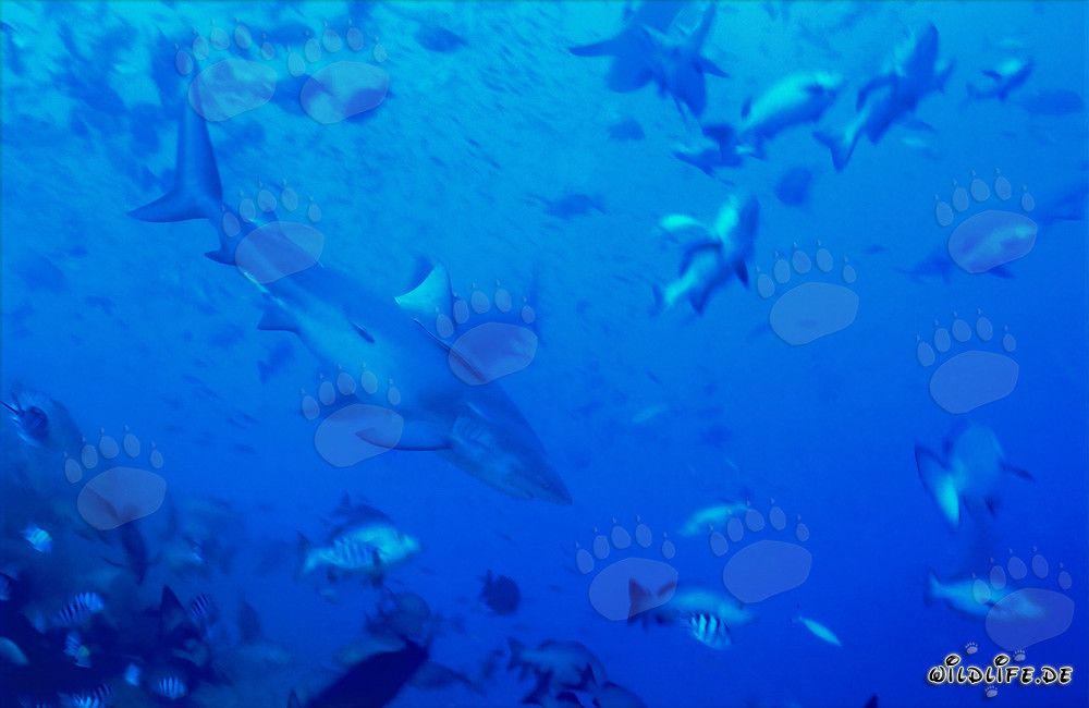 Tiburón toro rodeado de peces en el arrecife de tiburones de la laguna de Beqa en Vitu Levu, Fiyi