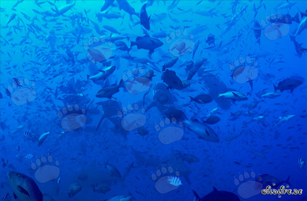 Bullenhaie in Fischkonzentration