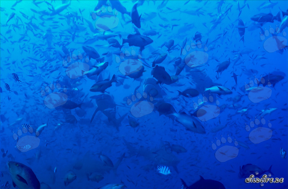 Requins taureaux dans une concentration de poissons