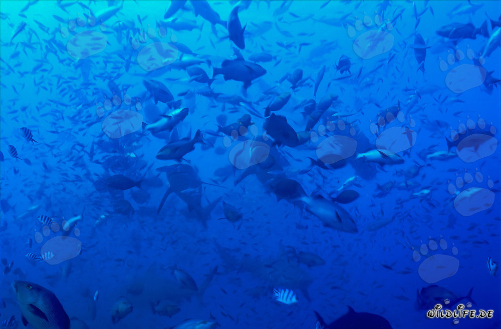 Tiburones toro en concentración de peces