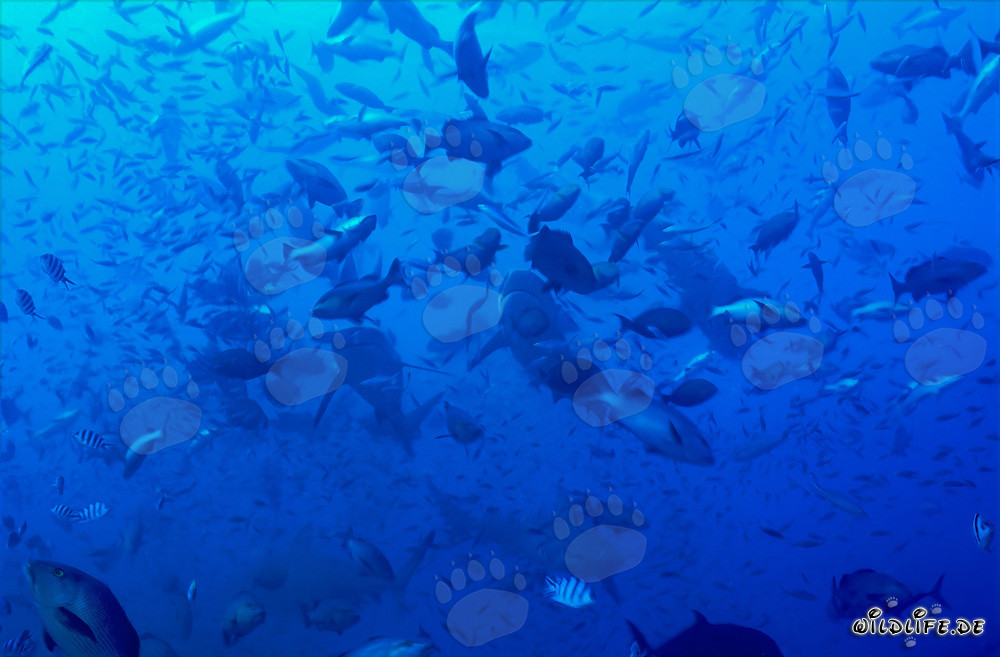 Squali toro in concentrazione di pesci