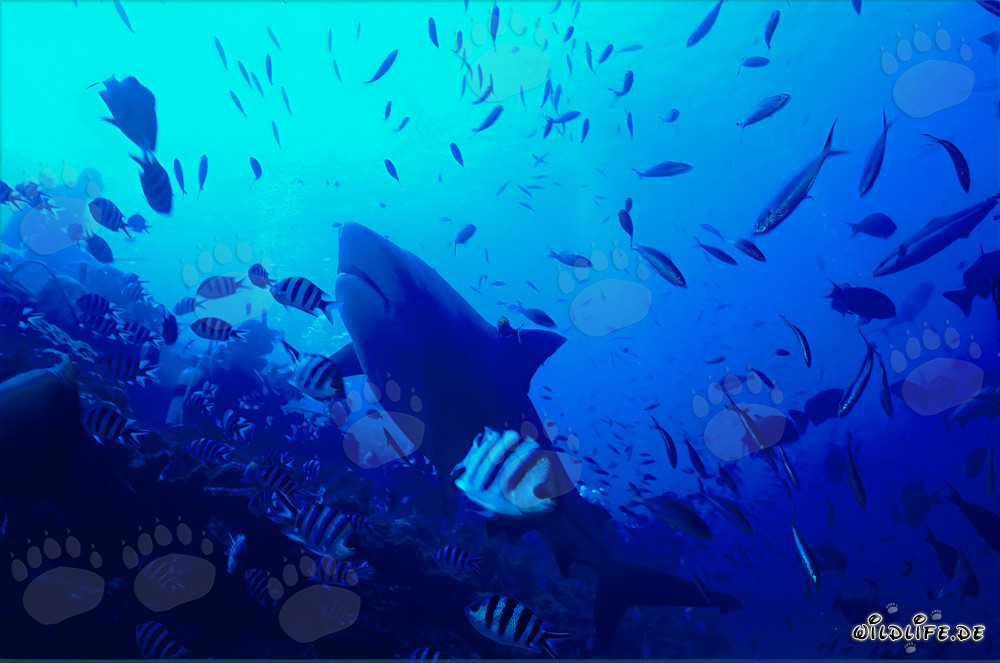 Bull Shark (Carcharhinus leucas)