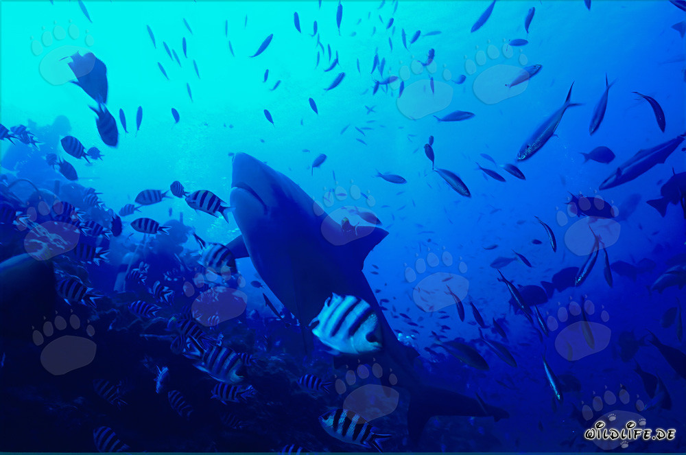 Bullenhai schwimmt steil nach oben