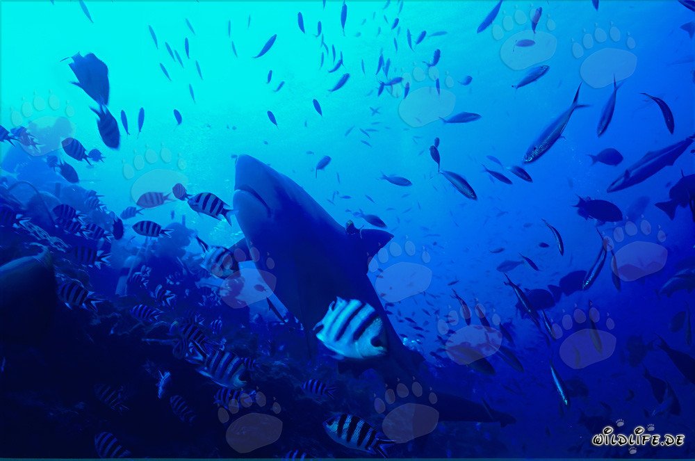 Requin taureau nage rapidement vers le haut