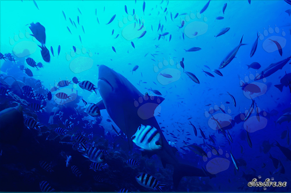 Tiburón toro nada enérgicamente hacia arriba