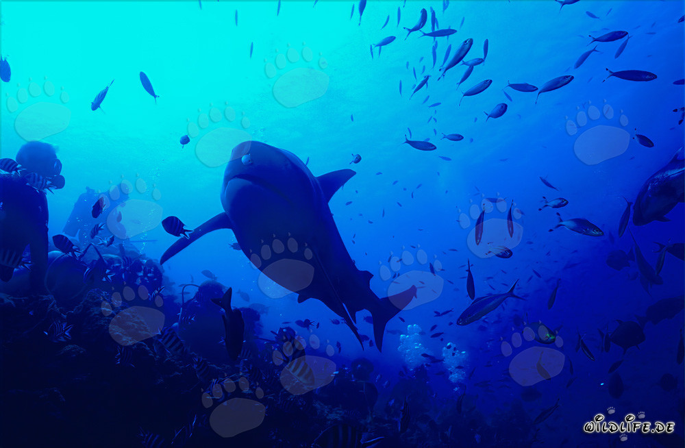 Requin taureau s'approche courageusement d'un plongeur dans le récif de requins de la lagune de Beqa