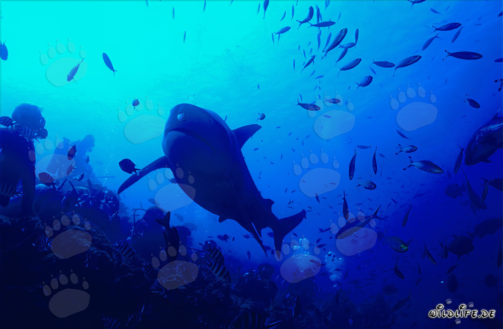 Lo squalo toro si avvicina coraggiosamente a un subacqueo nella barriera corallina degli squali della laguna di Beqa