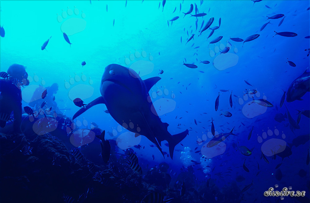 Tiburón toro se acerca valientemente a un buzo en el arrecife de tiburones de la laguna de Beqa