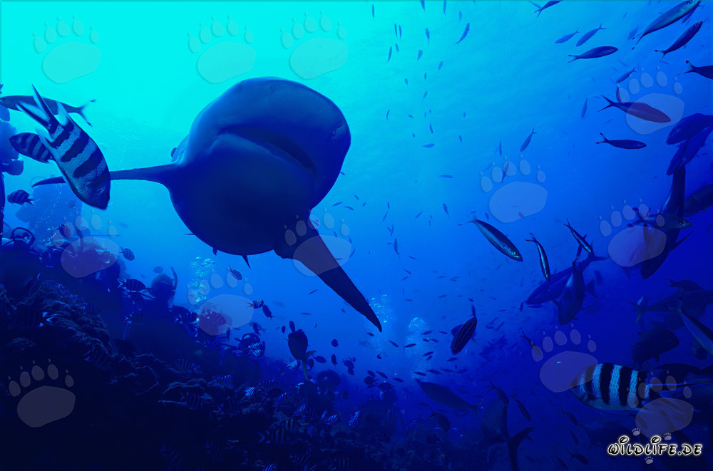 Bull Shark on the Reef