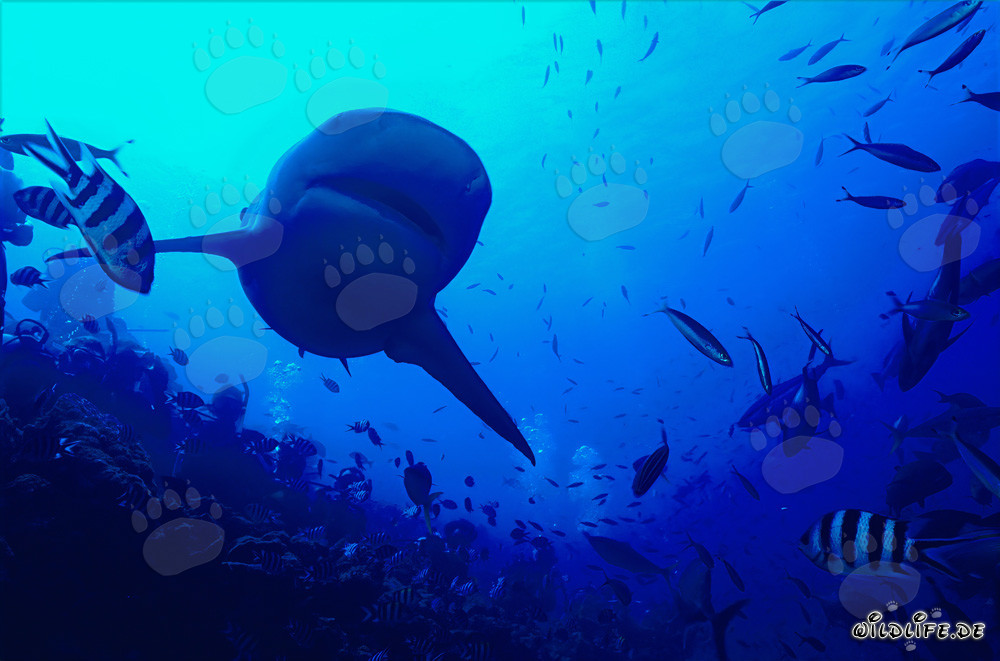 Requin taureau sur le récif