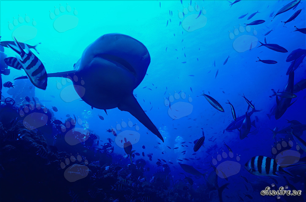 Tiburón toro en el arrecife
