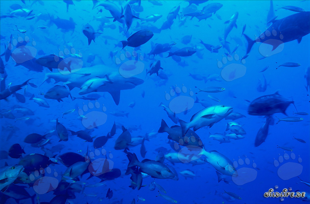 Faszinierender Bullenhai im Zentrum einer Fischschwarm