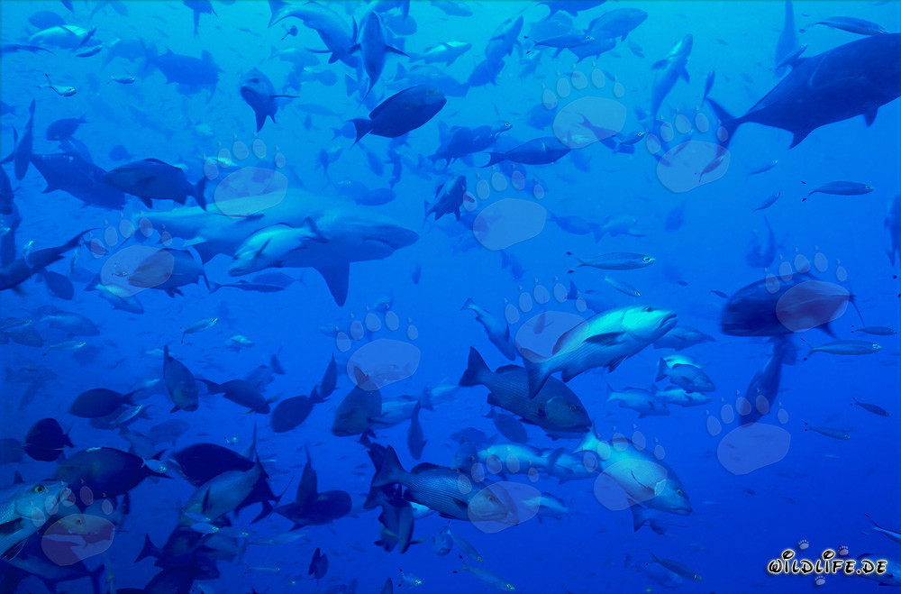 Requin taureau fascinant au centre d'un banc de poissons