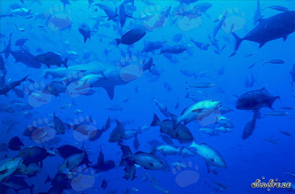 Affascinante squalo toro al centro di uno sciame di pesci