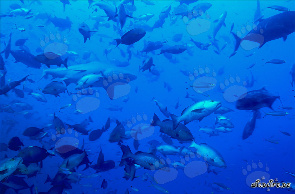 Fascinante tiburón toro en el centro de un banco de peces