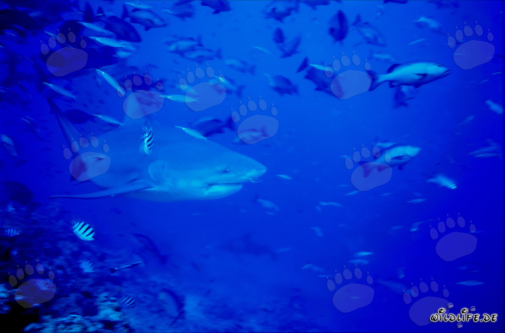Impressive bull shark in front of stunning coral reef