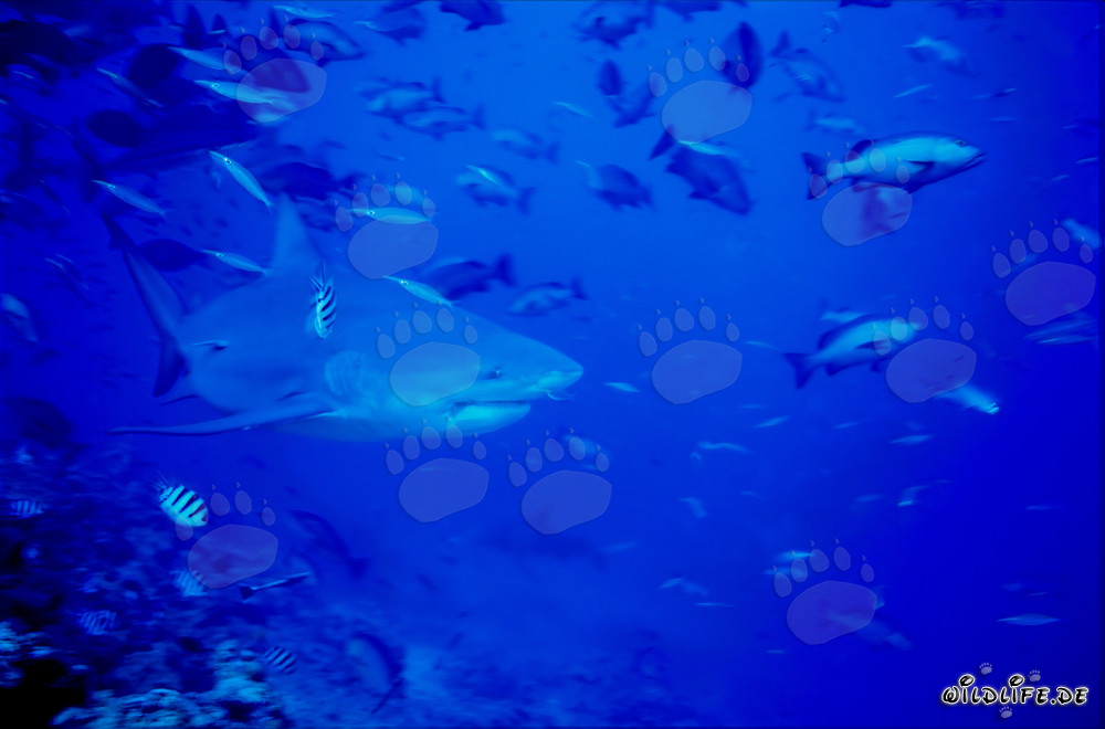 Requin taureau impressionnant devant un récif corallien époustouflant