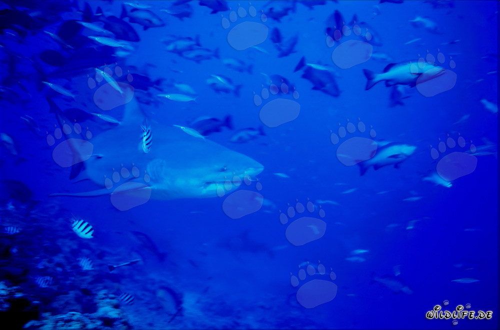 Imponente squalo toro davanti a un meraviglioso reef corallino