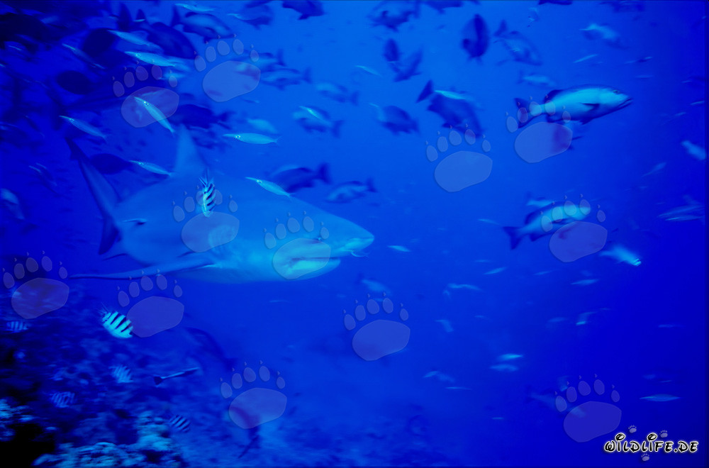 Impresionante tiburón toro frente a un arrecife de coral impresionante