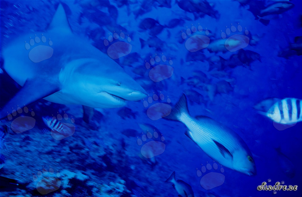 Bull shark looking for prey