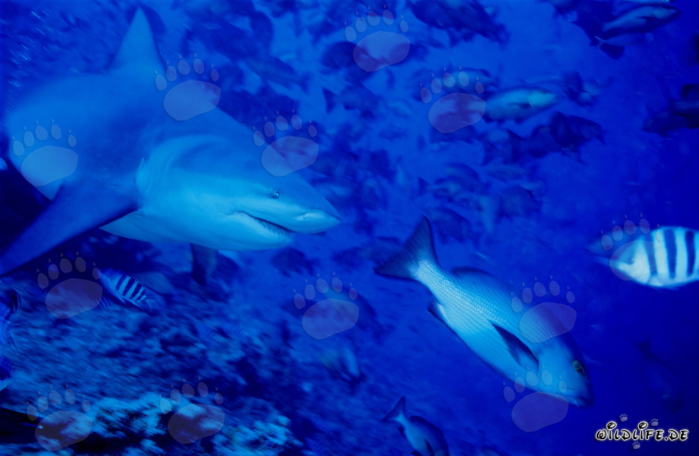 Requin taureau à la recherche de proies