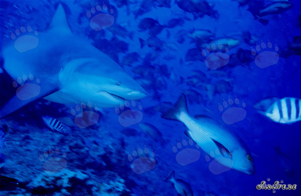 Tiburón toro en busca de presas