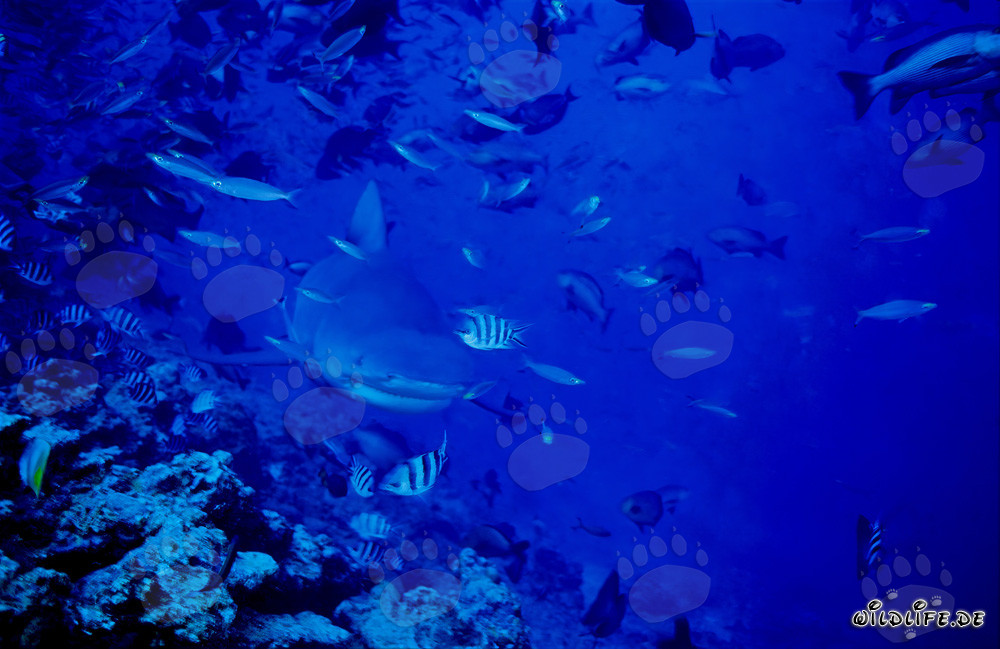 Cría de tiburón toro explorando el arrecife en el abismo