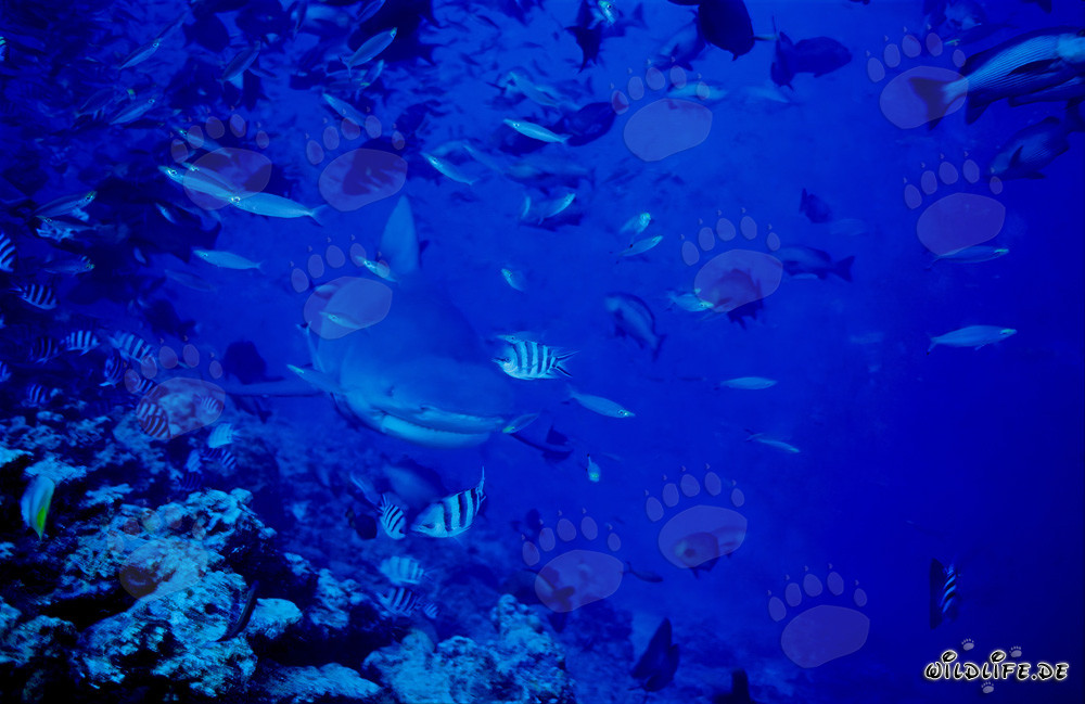 Giovane squalo toro che esplora il reef sull'orlo dell'abisso