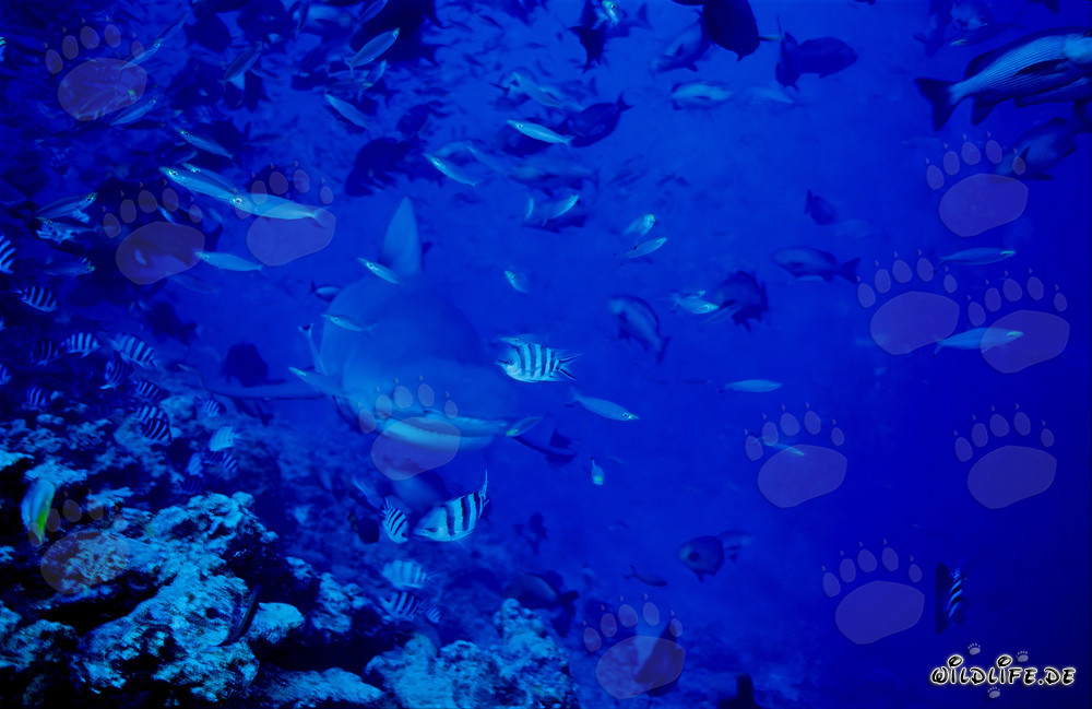 Jeune taureau requin explorant le récif au bord de l'abîme