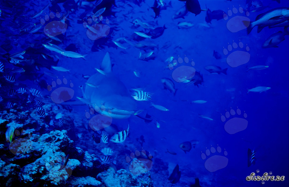 Juvenile bull shark explores the reef edge