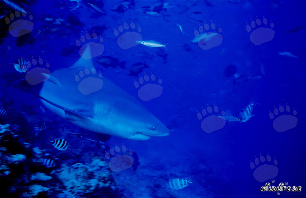 Majestic Bull Shark heading towards the open sea