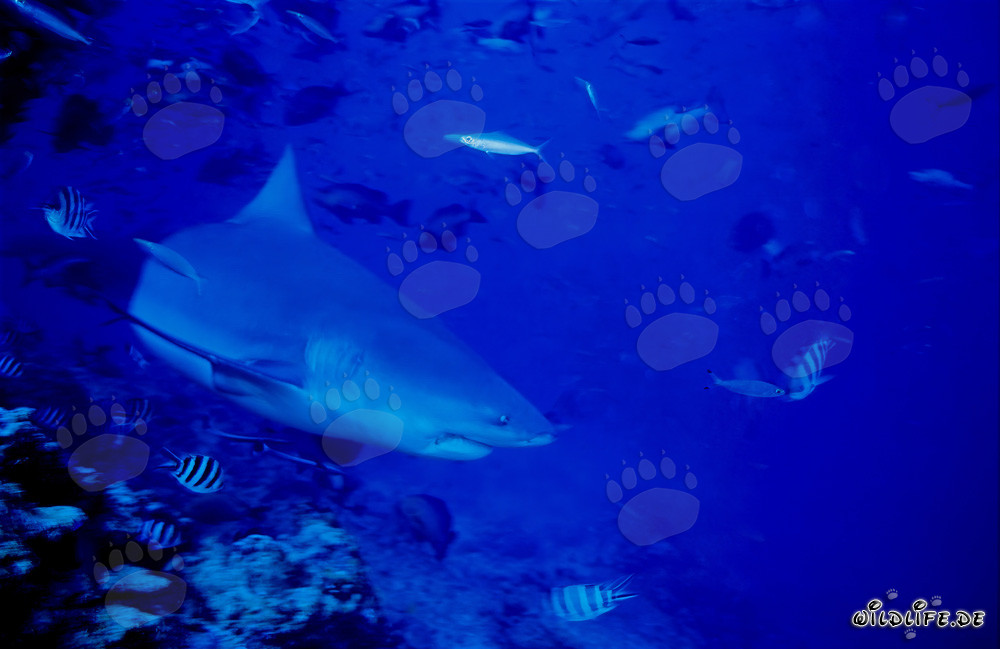 Requin taureau majestueux se dirige vers l'océan ouvert