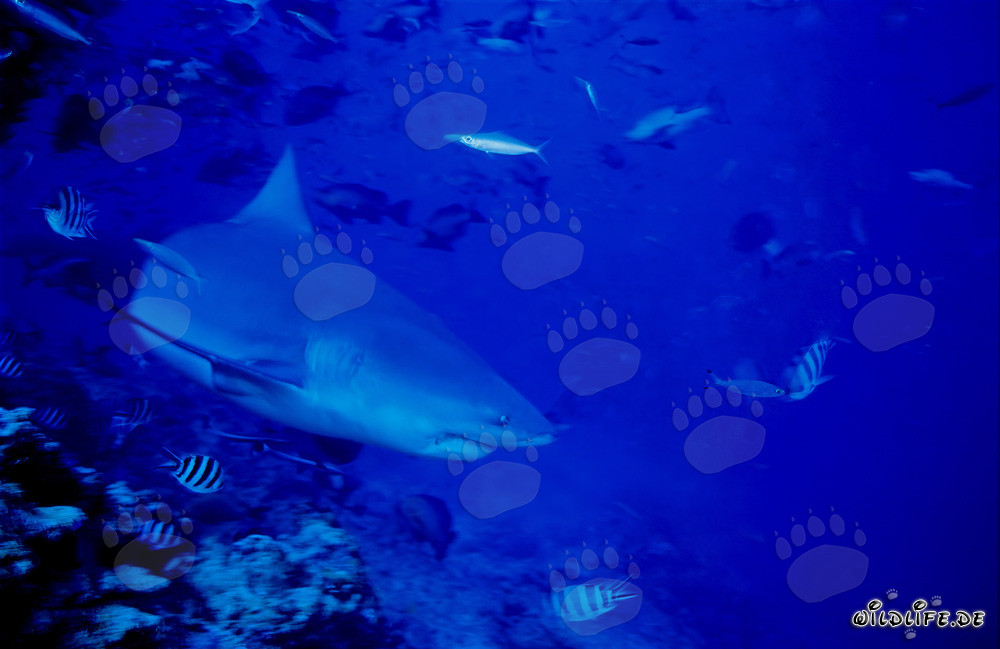 Tiburón toro majestuoso dirigiéndose hacia el mar abierto