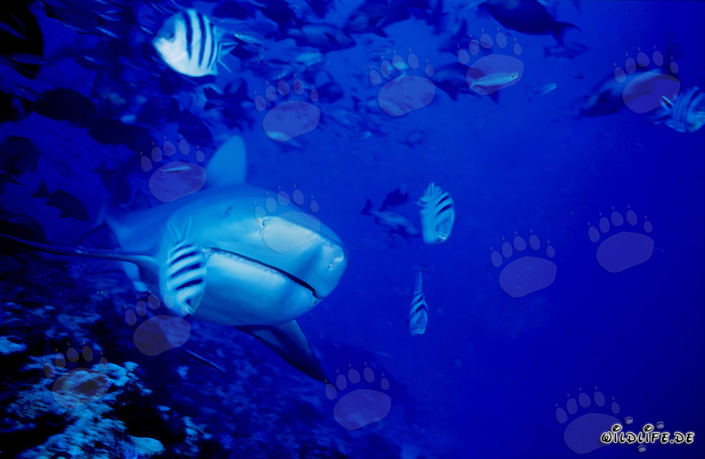 Majestic Bull Shark Emerges at the Coral Reef