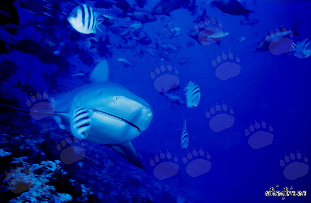 Un impressionnant requin taureau apparaît sur le récif corallien