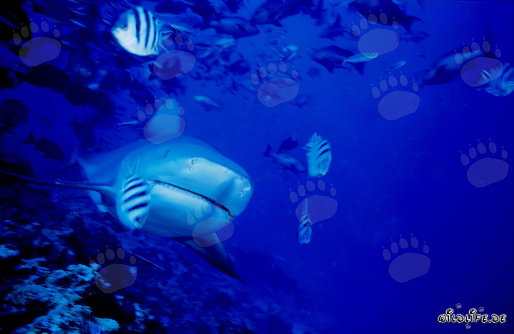 Imponente squalo toro emerge sulla barriera corallina