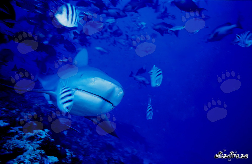 Impresionante tiburón toro emerge en el arrecife de coral