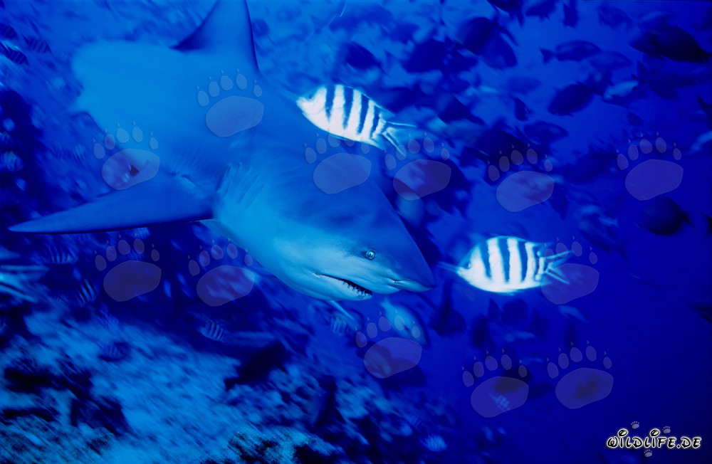 Fascinante tiburón toro explorando el arrecife