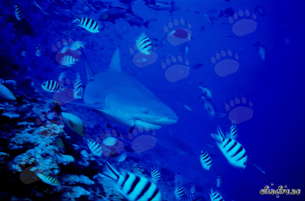 Bull Shark with Reef Fish
