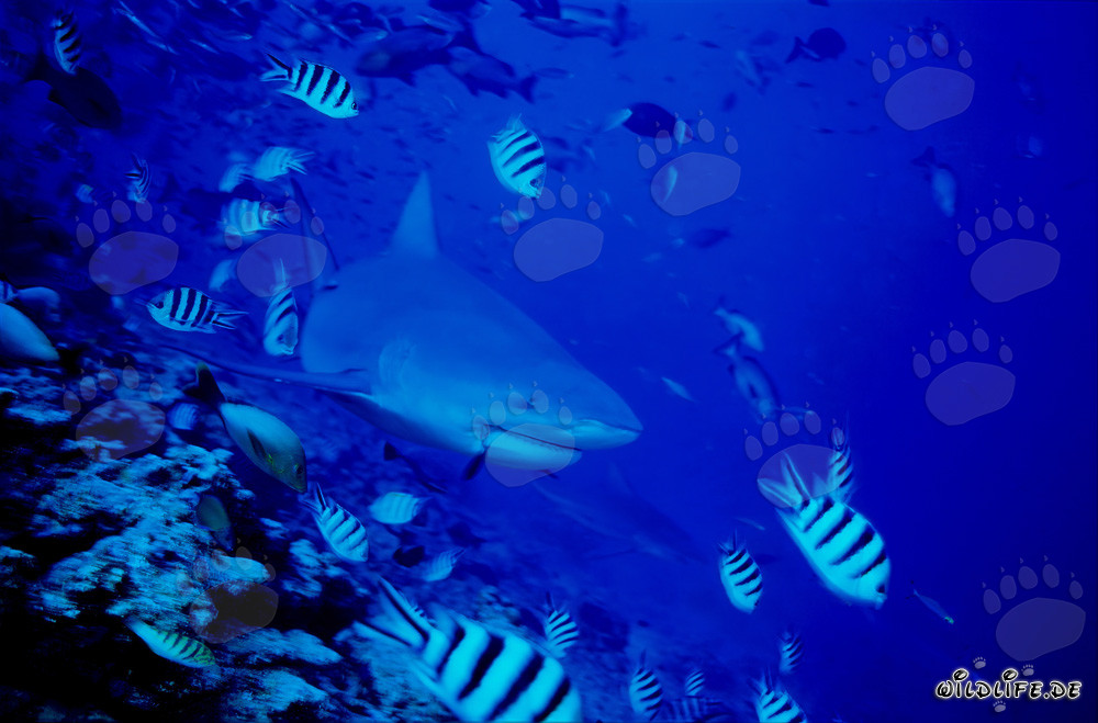 Requin bouledogue avec poissons de récif